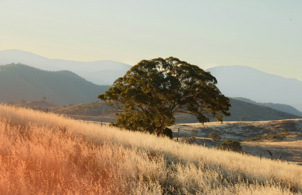 Wilderness - En Smyckeskollektion för män inspirerad av Australiens natur